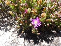 Lampranthus glomeratus