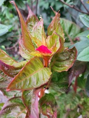 Celosia argentea
