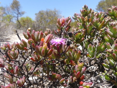 Lampranthus glomeratus