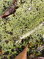 Lemna aequinoctialis