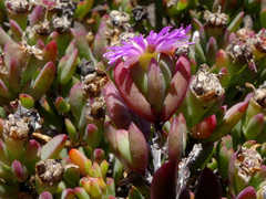 Lampranthus glomeratus