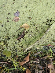 Lemna aequinoctialis