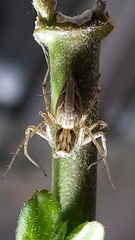 Oxyopes taiwanensis