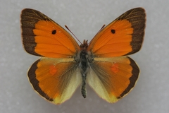 Colias caucasica balcanica