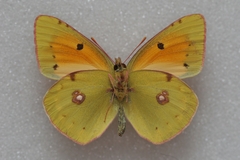 Colias caucasica balcanica