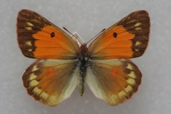 Colias caucasica balcanica
