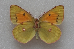 Colias caucasica balcanica