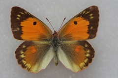 Colias caucasica balcanica