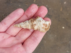 Pyrazus ebeninus