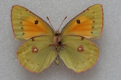 Colias caucasica balcanica
