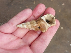 Pyrazus ebeninus