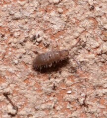 Willowsia nigromaculata