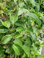 Ficus microcarpa