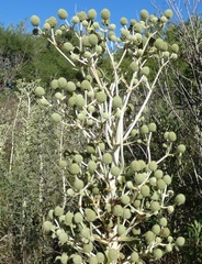 Eryngium horridum