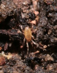 Parasitidae