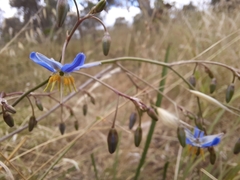 Dianella amoena