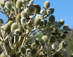 Eryngium horridum