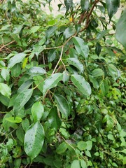 Ficus microcarpa