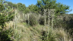 Eryngium horridum
