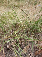 Dianella amoena