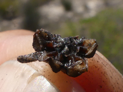 Lampranthus glomeratus