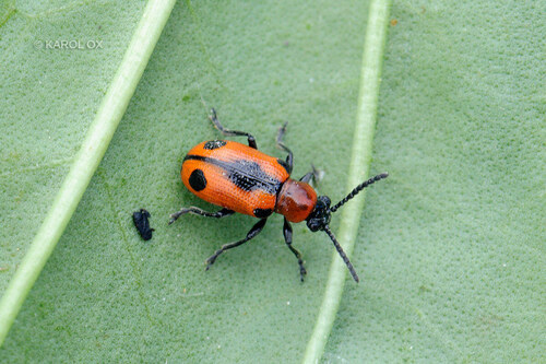 špargľovec päťbodkový (Crioceris quinquepunctata)