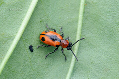 Crioceris quinquepunctata