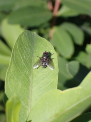 Pollenia rudis