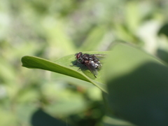 Pollenia rudis