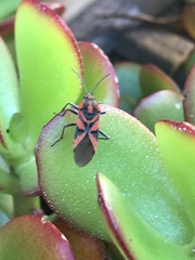 Spilostethus furcula