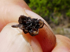 Lampranthus glomeratus