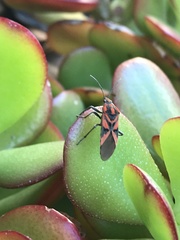 Spilostethus furcula