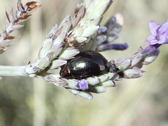 Chrysolina gemina