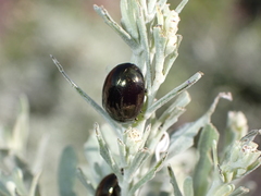 Chrysolina gemina