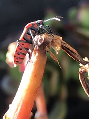 Spilostethus furcula