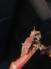 Spilostethus furcula