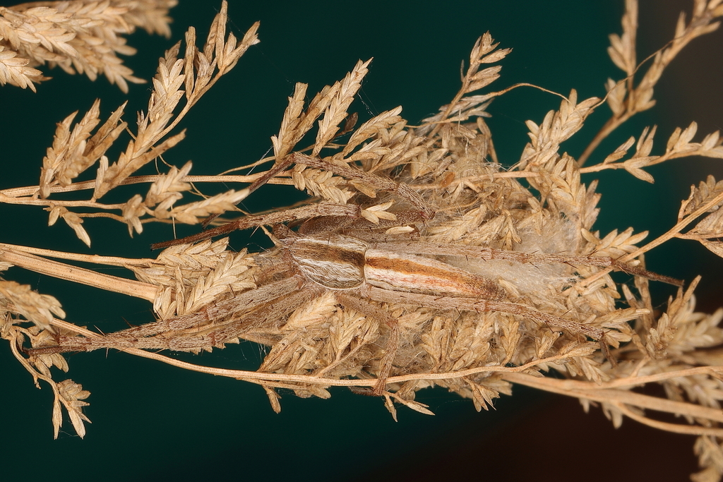 Tibellus hollidayi