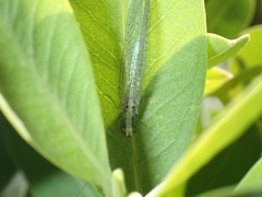 Pseudomallada subcostalis