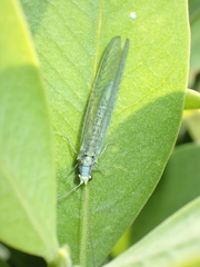 Pseudomallada subcostalis