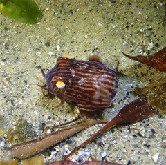 Sepioloidea lineolata