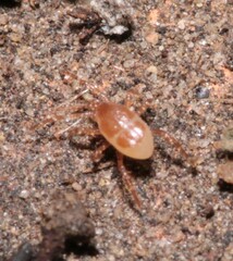 Parasitidae