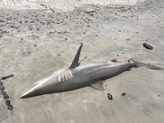 Carcharhinus brevipinna