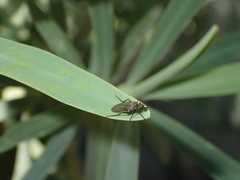 Empis