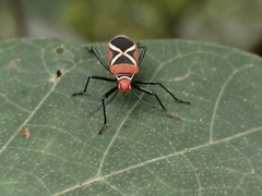 Dysdercus decussatus