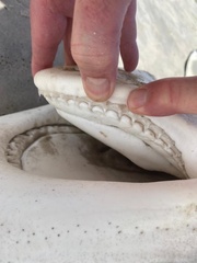 Carcharhinus brevipinna