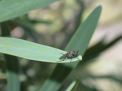 Empis