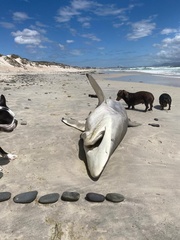 Carcharhinus brevipinna