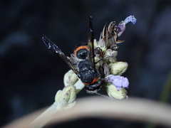 Ancistrocerus haematodes