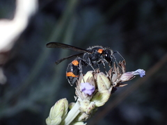 Ancistrocerus haematodes