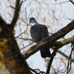Columba palumbus